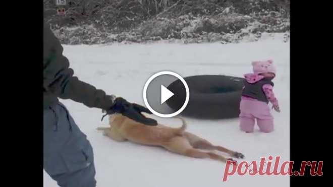 Dog Slides Across the Snow