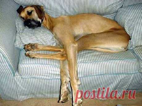 Правдивая история про собаку | Интеллектуальный юмор | Группы Мой Мир