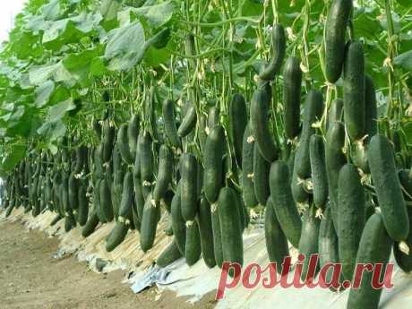 4 сорта огурца, которым я ставлю оценку 10 из 10 по их вкусовым качествам и урожаю 

Хочу поделиться с вами этими сортами огурцов, потому что знаю - сколько времени занимает поиск "того самого" сорта. Отметил для себя 4 гибрида, которые просто великолепны по своему качеству и вызвали во мне восхищение и восторг. 

1. ОГУРЕЦ ПРАГМАТИК 
Раннеспелый сорт огурца, который радует высоким урожаем и отличными вкусовыми качествами. Он просто идеален для употребления в свежем виде, ...
