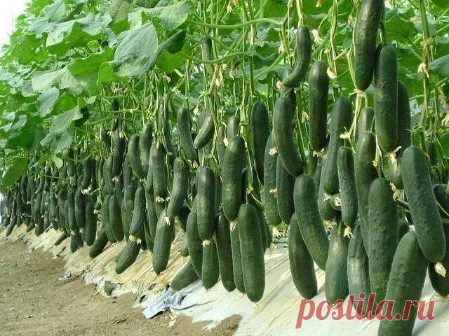 4 сорта огурца, которым я ставлю оценку 10 из 10 по их вкусовым качествам и урожаю 

Хочу поделиться с вами этими сортами огурцов, потому что знаю - сколько времени занимает поиск 