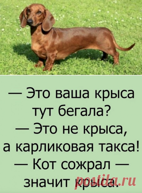 Выпуск №6429 - выпуск анекдотов сайта вокруг смеха