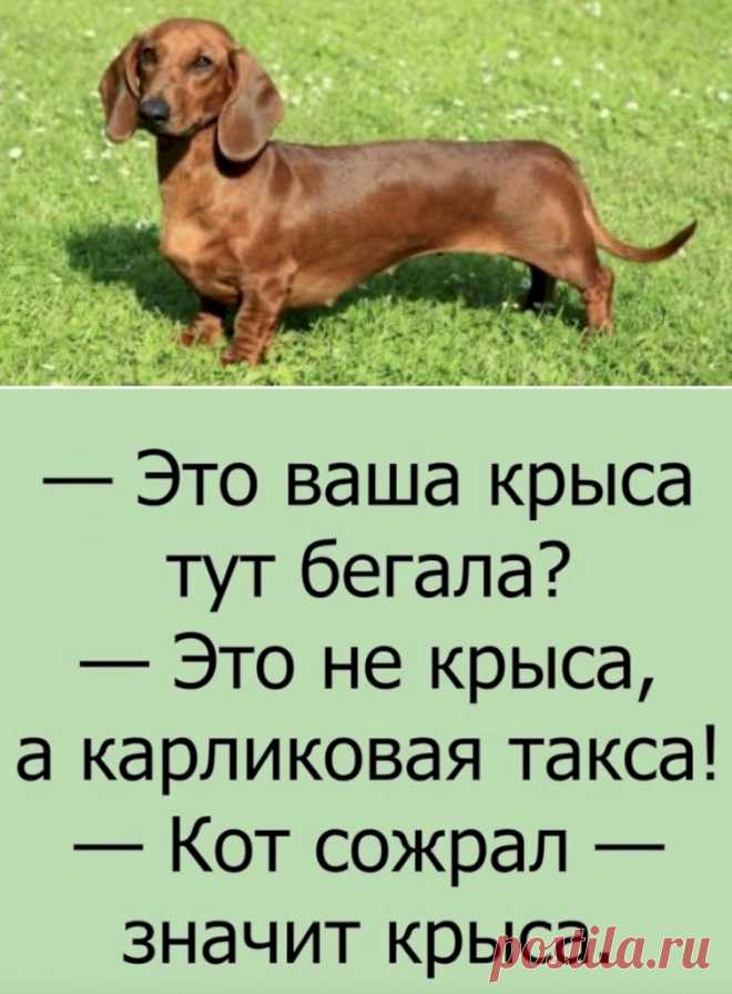Выпуск №6429 - выпуск анекдотов сайта вокруг смеха