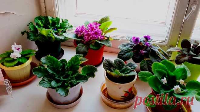 Фиалки! Как ухаживать, чтобы цвели и радовали