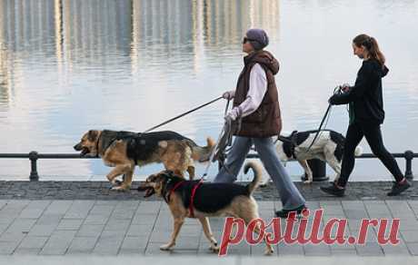 Свыше 95% биомассы млекопитающих приходится на людей и домашних животных. Человечество за последние два столетия вызвало действительно глобальные перемены в устройстве экосистем всей планеты в целом, отметили ученые