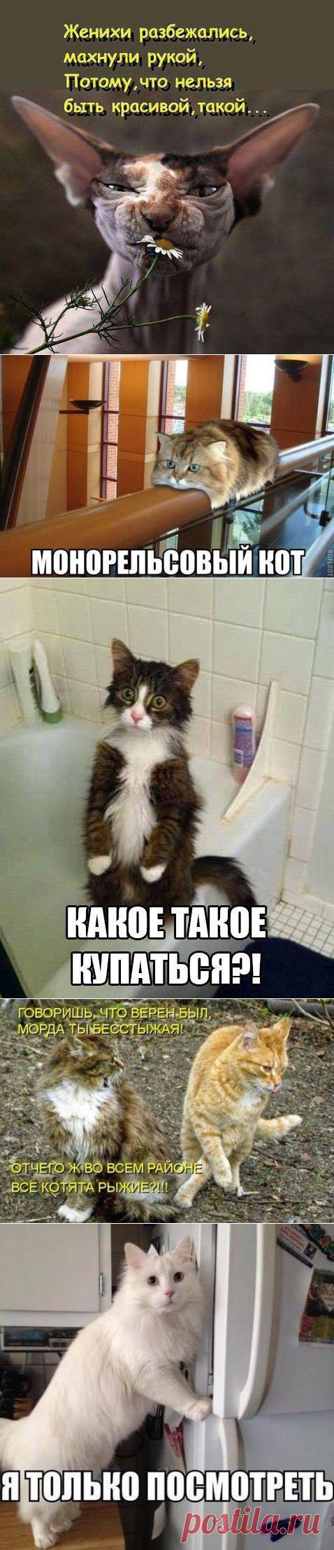 Кошачья философия... Конфуций отдыхает...