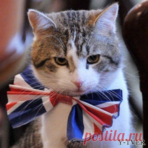 Подборка мурчащих английских идиом / Неформальный Английский