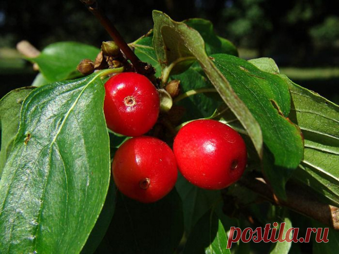 Маслины из кизила