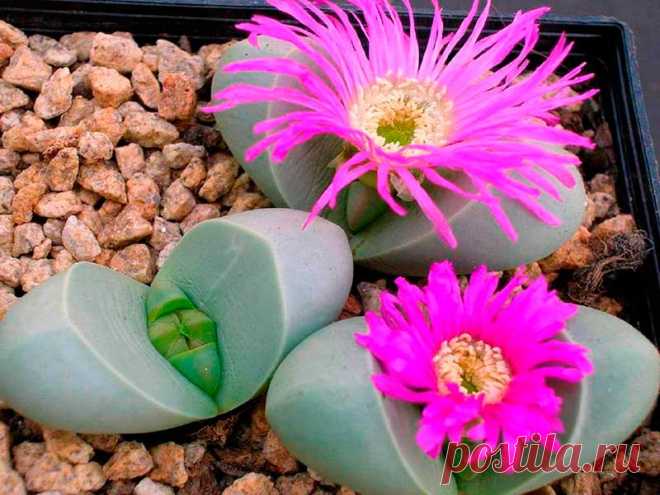 Комнатное растение Литопс (Lithops). Существует около 80 видов литопсов. Они различаются размерами, цветом и фактурой листьев. Листья литопсов похожи на раздельное копытце. Из "надреза" осенью появляются белые, розовые или желтые цветки, сопоставимые по размерам с листьями. Они раскрываются в середине дня и вечером закрываются. Весной почву с литопсами лишь слегка смачивают или опрыскивают. Осенью один раз в 15-20 дней растения поливают более основательно.