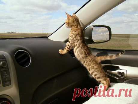 Today is Caturday — Copilot