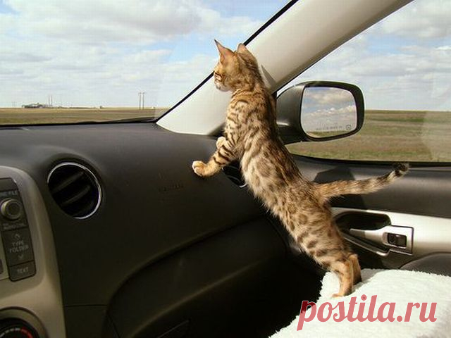 Today is Caturday — Copilot