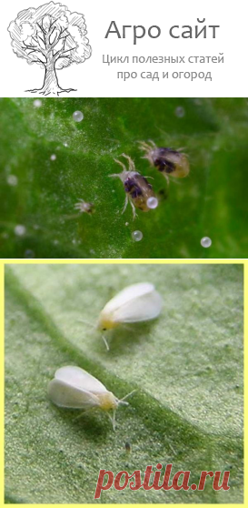 Вредители и паразиты - почему желтеют и вянут листья орхидей