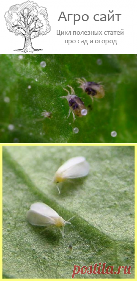 Вредители и паразиты - почему желтеют и вянут листья орхидей