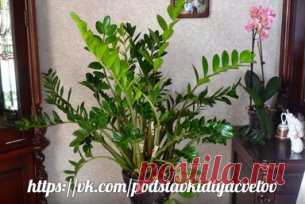 Замиокулькас — Долларовое Дерево: Секрет ухода 
Прекрасное, вечнозеленое растение с блестящими, мясистыми тёмно-зелёными листьями. При хорошем уходе растение достигает до 1- 1,5 метра в длину и уже успело зарекомендовать себя как одно из самых красивейших и благородных комнатных растений. 
В простонародье зеленого красавца с мощным клубнеобразным корневищем называют просто – долларовое или денежное растение. Догадались, о каком растении идет речь?! Да, действительно, это оно – полюбившееся мн