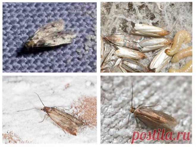 Экологично избавляемся от моли