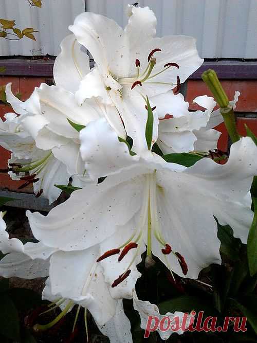 Удивительные Лилии! Правильная посадка и уход за Лилиями