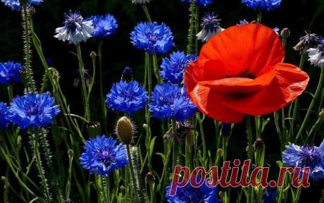 Земля смеется Цветами...
Ралф Уолдо Эмерсон
**