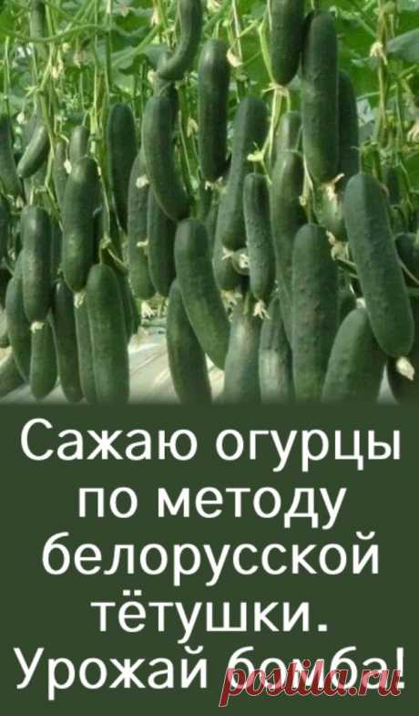 Сажаю огурцы по методу белорусской тётушки. Урожай бомба! Прошлой весной мы ездили к родственникам в Белоруссию и привезли оттуда способ посадки огурцов в грунт, которым пользуется моя тетя, Вера Кирилловна, уже не один десяток лет. Для посадки она готовит следующие компоненты: перегной древесную золу кипяток семена Инструмент, применяемый в этой операции, всем известен — это лопата. Копает небольшую грядку длиной 2 м и ... &lt;a title="Сажаю огурцы по методу белорусской тёту...