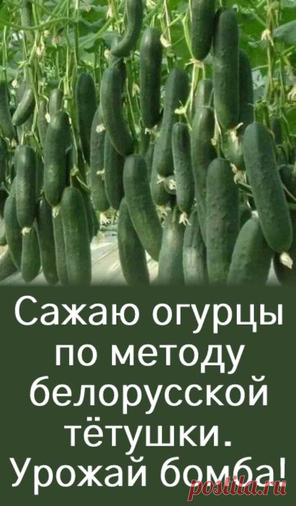 Сажаю огурцы по методу белорусской тётушки. Урожай бомба! Прошлой весной мы ездили к родственникам в Белоруссию и привезли оттуда способ посадки огурцов в грунт, которым пользуется моя тетя, Вера Кирилловна, уже не один десяток лет. Для посадки она готовит следующие компоненты: перегной древесную золу кипяток семена Инструмент, применяемый в этой операции, всем известен — это лопата. Копает небольшую грядку длиной 2 м и ... <a title=