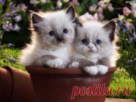Коты.