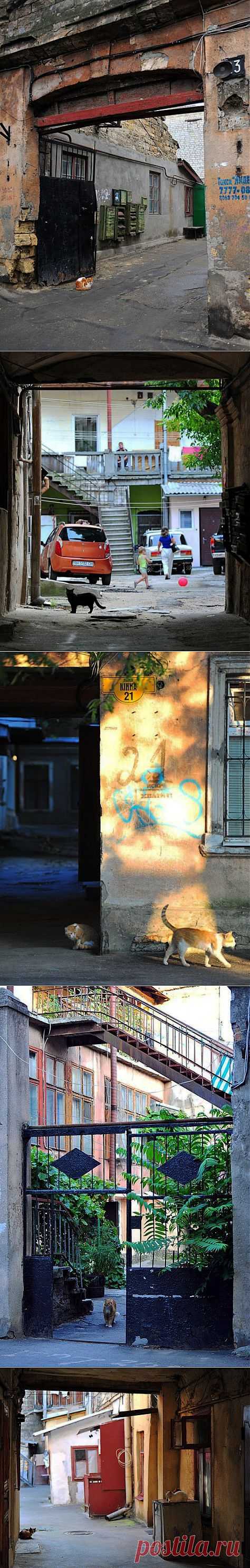 (+1) тема - Одесские подворотни и их обитатели | Непутевые заметки