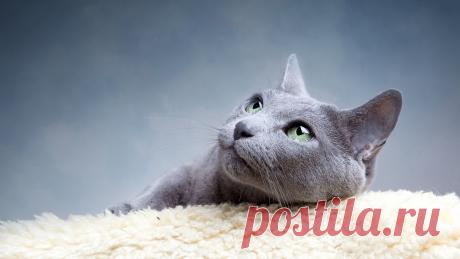 Котик задумался