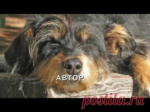 РАССКАЗЫ ИГОРЯ МАНУХОВА // МУХИНЫ БАЙ;КИ // НЮСЯ