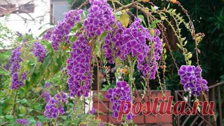 Комнатное растение Дуранта (Duranta). Невысокий кустарник, произрастающий на территории Флориды, Мексики, Бразилии. Назван в честь врача и ботаника Кастора Дурантеса (XVI в.). Дуранты очень часто используются для озеленения объемных помещений, интерьеров, холлов. Лилово-голубые цветки многочисленные, небольшого размера, собраны в кистевидные соцветия, появляются на концах ветвей. Крону растения рекомендуется формировать с помощью прищипки и обрезки.