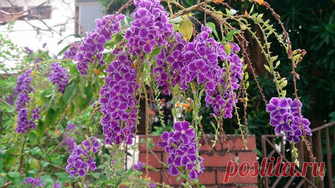 Комнатное растение Дуранта (Duranta). Невысокий кустарник, произрастающий на территории Флориды, Мексики, Бразилии. Назван в честь врача и ботаника Кастора Дурантеса (XVI в.). Дуранты очень часто используются для озеленения объемных помещений, интерьеров, холлов. Лилово-голубые цветки многочисленные, небольшого размера, собраны в кистевидные соцветия, появляются на концах ветвей. Крону растения рекомендуется формировать с помощью прищипки и обрезки.
