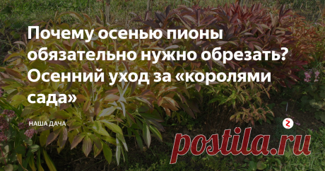 Почему осенью пионы обязательно нужно обрезать? Осенний уход за «королями сада» Если роза – «королева» сада, то пион, безусловно, «король». Тот факт, что отцветает он уже в июне, вовсе не делает его «изгоем» из садового общества: зелень у куста пышная, по осени листья некоторых сортов краснеют – что само по себе очень украшает клумбу. Ну, а сортов современных пионов не счесть – знай, выбирай на вкус!