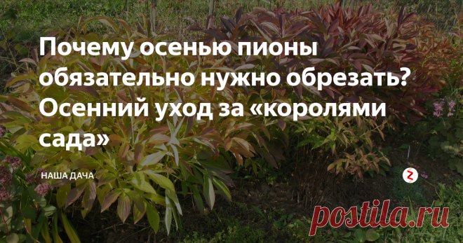 Почему осенью пионы обязательно нужно обрезать? Осенний уход за «королями сада» Если роза – «королева» сада, то пион, безусловно, «король». Тот факт, что отцветает он уже в июне, вовсе не делает его «изгоем» из садового общества: зелень у куста пышная, по осени листья некоторых сортов краснеют – что само по себе очень украшает клумбу. Ну, а сортов современных пионов не счесть – знай, выбирай на вкус!