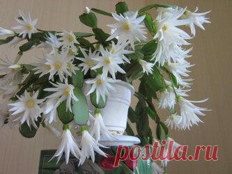 Маленькая хитрость: чтобы цветы в доме цвели пышно и долго Давно ли Ваш любимый цветок цвел, как в магазине цветов, не помните? Вот и я уже почти позабыла. Вроде и подкармливаю его, а он все не радует пышным цветением. Но вот недавно зашла в гости к подруге, а у неё цветы просто загляденье, все цветут, как на подбор. Как же так? Оказывается есть одна маленькая хитрость, для того чтобы цветок цвел пышно и долго нужна специальная подкормка. Секрет её прост и доступен, делюсь...