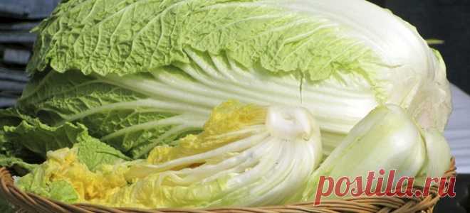 Пекинская капуста – 8 интересных рецептов приготовления на любой вкус!
