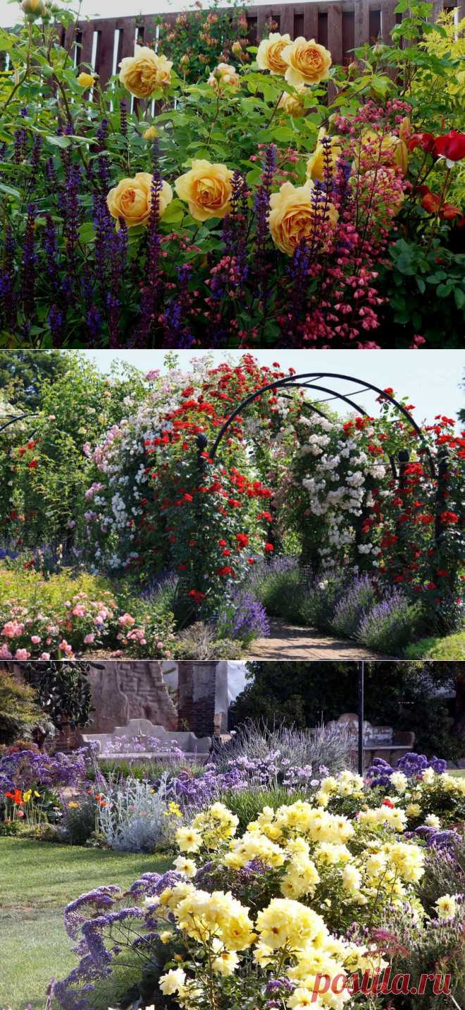 Розы в саду..