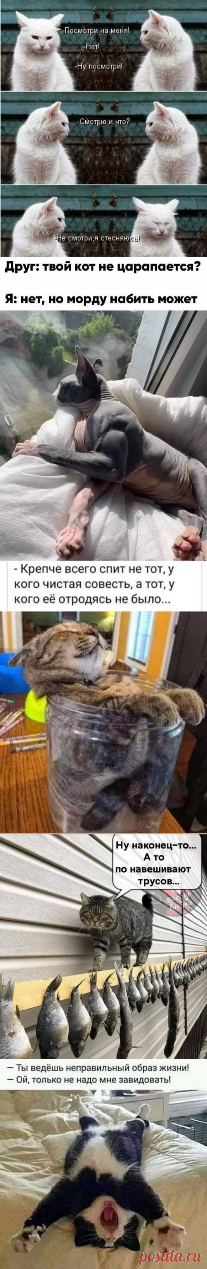 Смешные мемы с котами 13 часть. | ЮМОРИСТИЧЕСКИЕ МЕМЫ | Яндекс Дзен