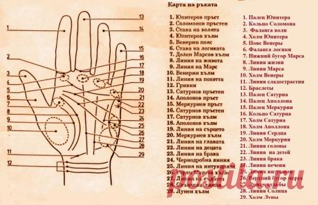 Что означают линии на запястье