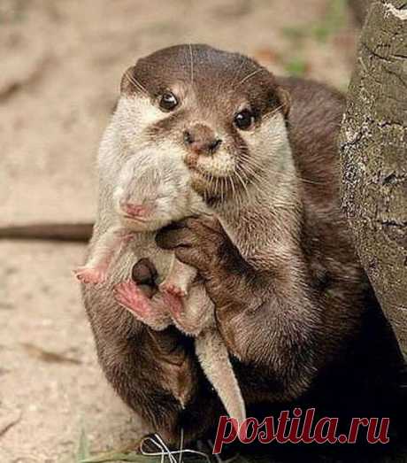 Pinterest