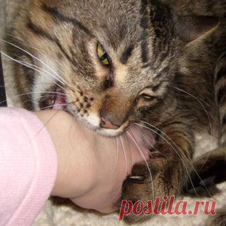 Кот-кусака: как с этим бороться?