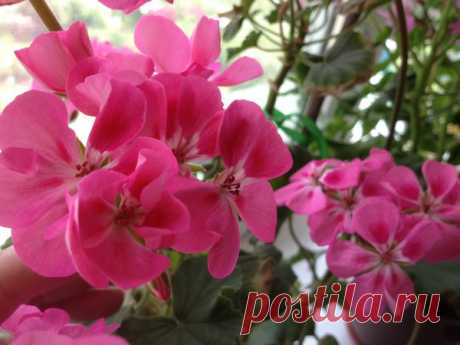 Лучшие подкормки для герани: непрерывное цветение без банановой кожуры | Есть время под солнцем | Яндекс Дзен