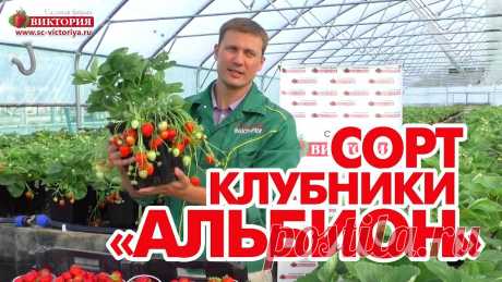 Земляника Альбион (ремонтантная)