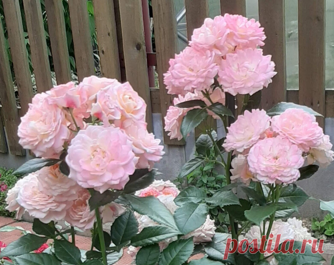 Country Girl. Роза-хамелеон. Интересная и загадочная! | Майя о розах и не только | Яндекс Дзен