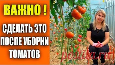 СРАЗУ СДЕЛАЙТЕ ЭТО ПОСЛЕ УБОРКИ ТОМАТОВ!