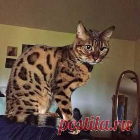 (14) Одноклассники