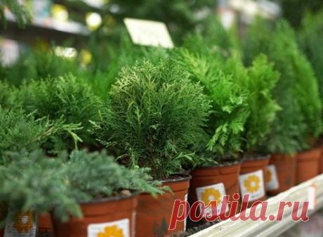 Карликовые хвойники: как выбрать и красиво высадить на участке