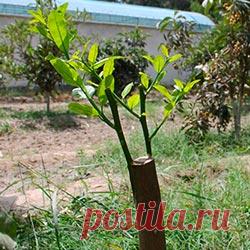 Лучшим временем для проведения прививок плодовых деревьев является весна. Именно тогда процент приживаемости черенка самый высокий. В стволах деревьев начинается период активного сокодвижения, который очень положительно влияет на привой. Для деревьев, в плодах которых находятся косточки, самое благоприятное время для прививок – это до мая месяца. Так как в дальнейшем в соответствующих сортах деревьев и кустарников выделяется сок, который образует корочку, что не позволяет тканям срастаться.