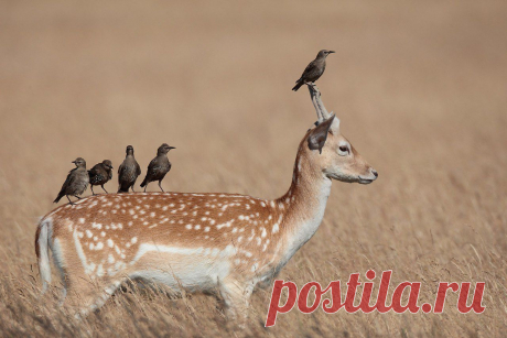 Берегите природу