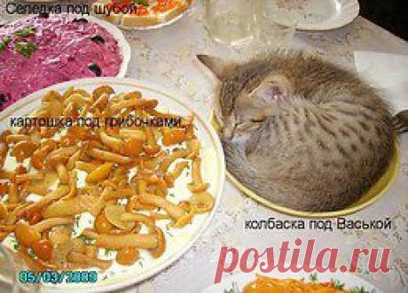 Без кота и жизнь не та