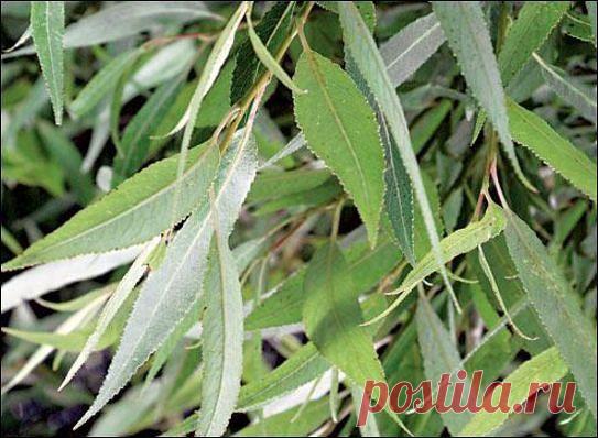 Ива белая, лечебные свойства