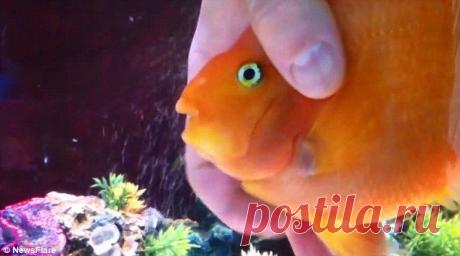 Каждый вечер эта рыбка с нетерпением ожидает хозяев. И вы никогда не догадаетесь почему))) | Все о наших питомцах