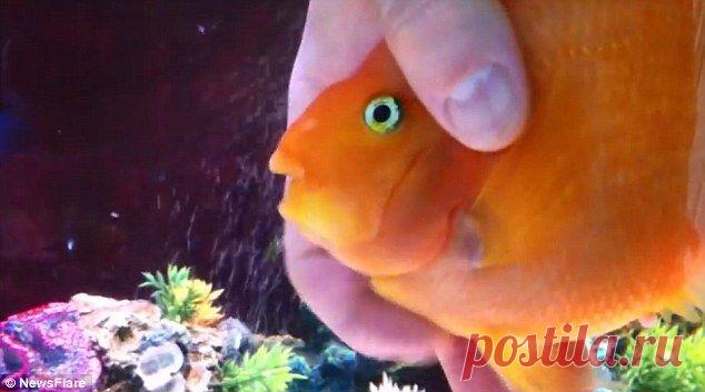 Каждый вечер эта рыбка с нетерпением ожидает хозяев. И вы никогда не догадаетесь почему))) | Все о наших питомцах