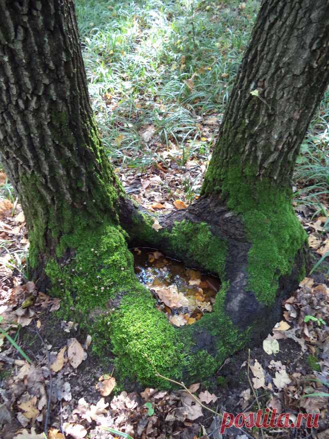 Лесное озерко.